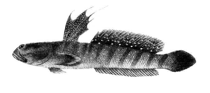 Boleophthalmus boddaerti Ford 65