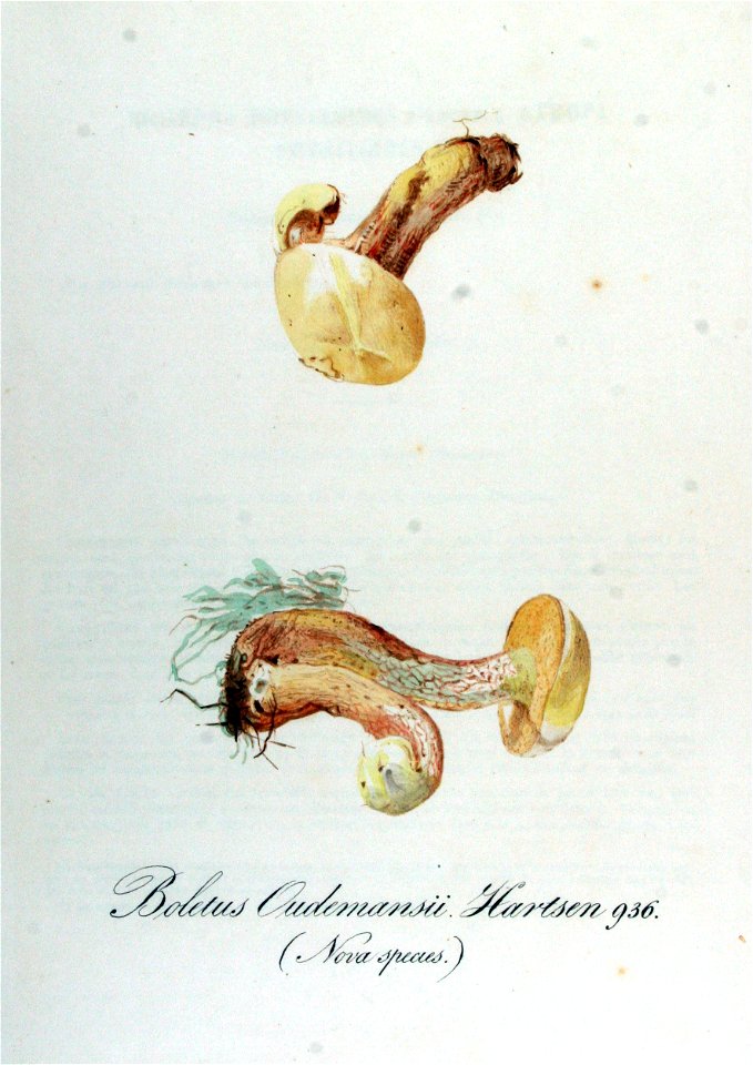 Boletus oudemansii — Flora Batava — Volume v12