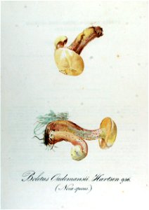 Boletus oudemansii — Flora Batava — Volume v12