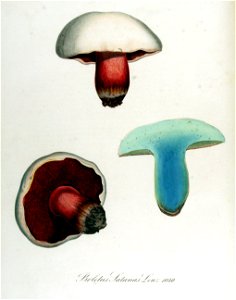 Boletus satanas — Flora Batava — Volume v13