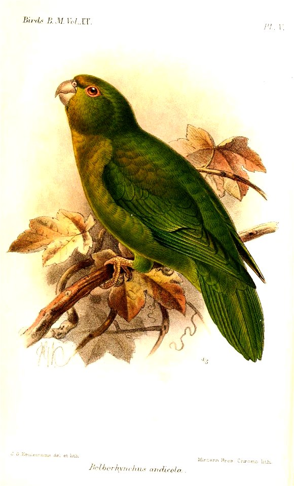 BolborhynchusAndicolaKeulemans