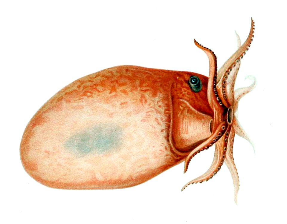 Bolitaena pygmaea1