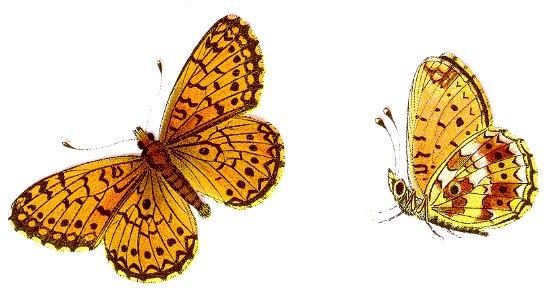Boloria selene - Braunfleckiger Perlmutterfalter