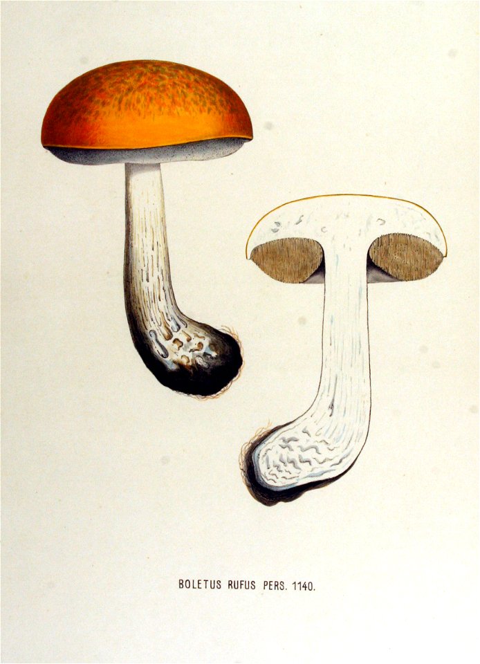Boletus rufus — Flora Batava — Volume v15