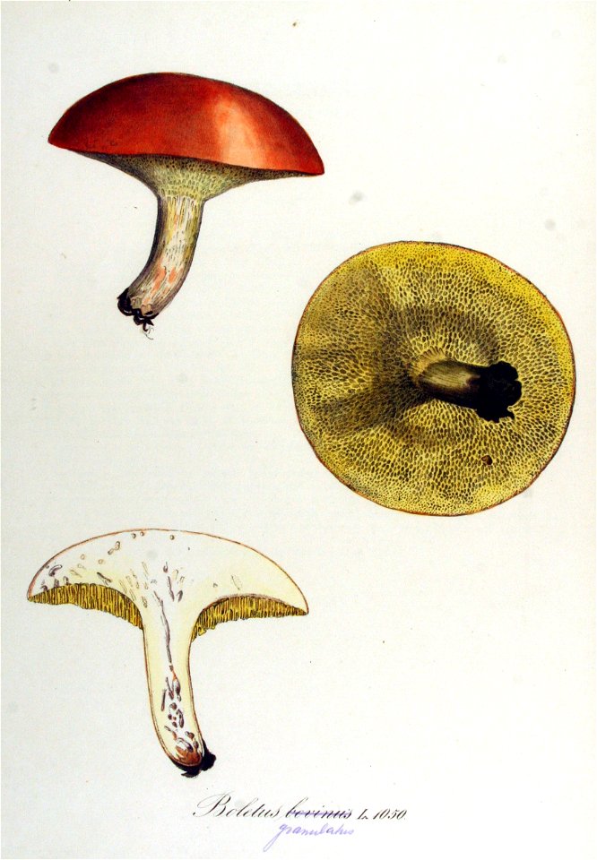 Boletus granulatus — Flora Batava — Volume v14
