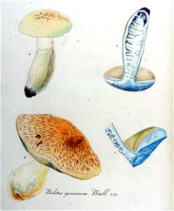 Boletus cyanescens — Flora Batava — Volume v10. Free illustration for personal and commercial use.
