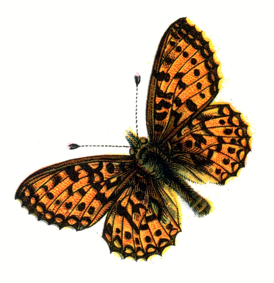 Boloria selene Nemos