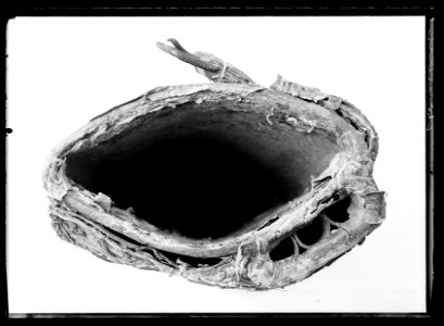 Bomsadel som användes av Gustav II Adolf i slaget vid Lützen 1632 - Livrustkammaren - 43731