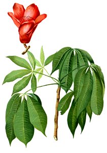 Bombax ceiba Blanco1.226b-cropped