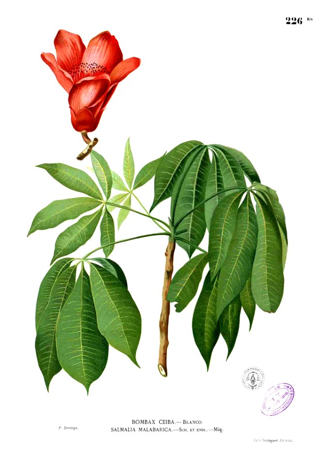Bombax ceiba Blanco1.226b