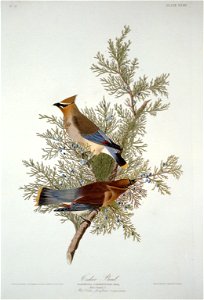 Bombycilla cedrorum audubon