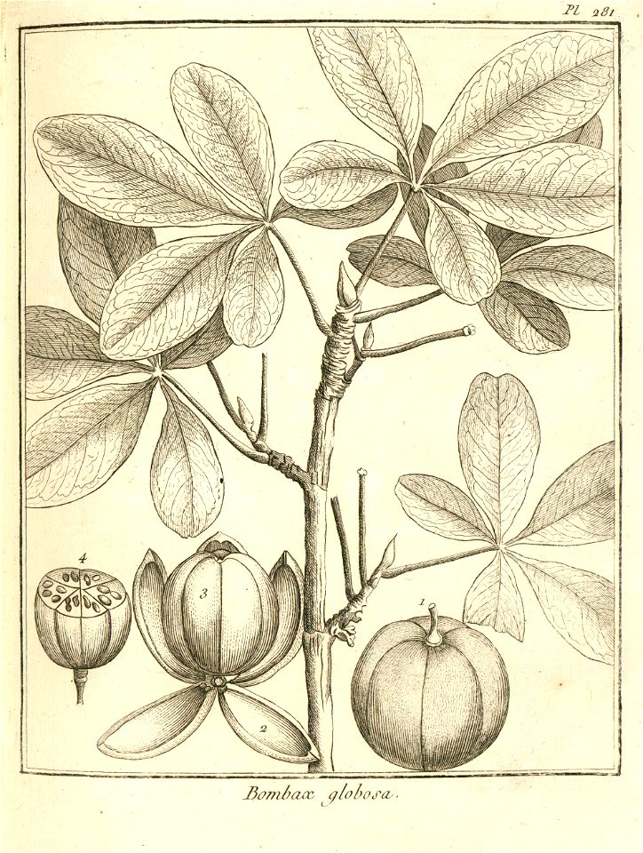 Bombax globosa Aublet 1775 pl 281