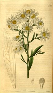 Boltonia asteroides. Free illustration for personal and commercial use.