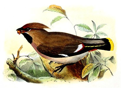 Bombycilla garrulus 1869