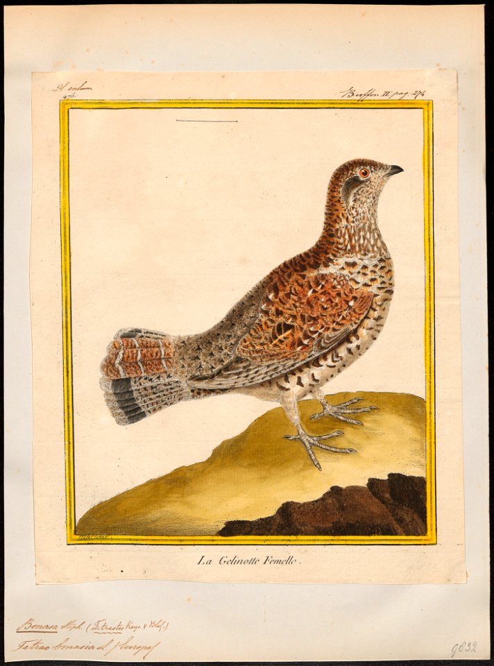 Bonasa betulina - 1700-1880 - Print - Iconographia Zoologica - Special Collections University of Amsterdam - UBA01 IZ17100377