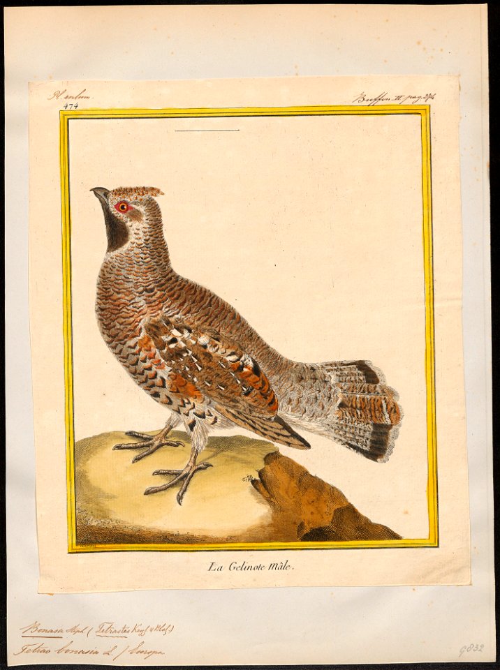 Bonasa betulina - 1700-1880 - Print - Iconographia Zoologica - Special Collections University of Amsterdam - UBA01 IZ17100375