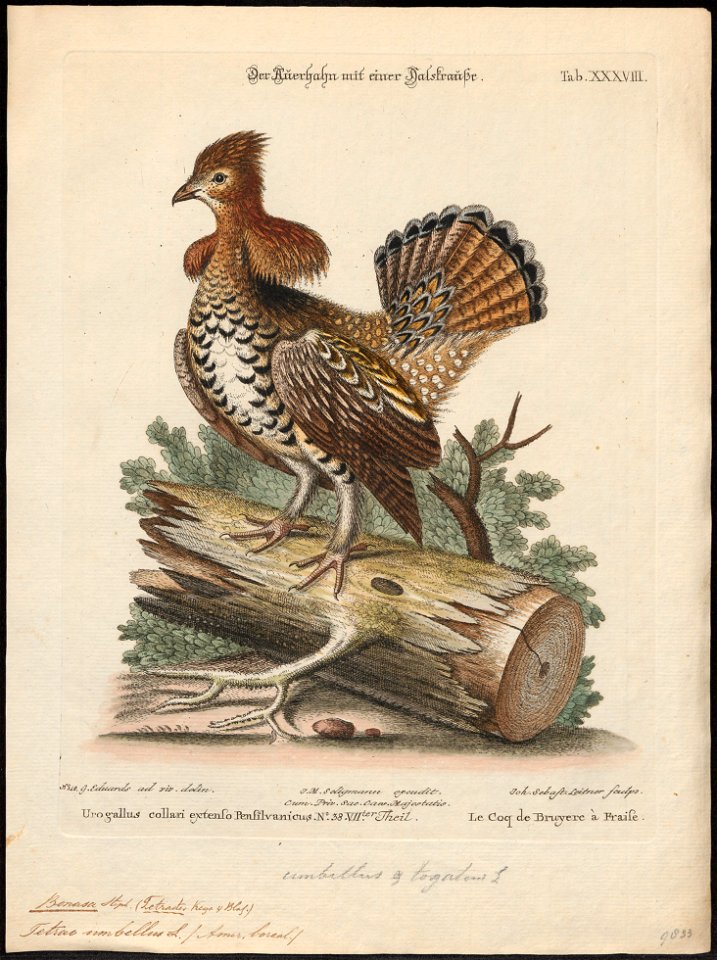 Bonasa umbellus - 1700-1880 - Print - Iconographia Zoologica - Special Collections University of Amsterdam - UBA01 IZ17100393