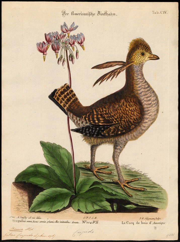 Bonasa cupido - 1700-1880 - Print - Iconographia Zoologica - Special Collections University of Amsterdam - UBA01 IZ17100373