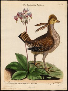 Bonasa cupido - 1700-1880 - Print - Iconographia Zoologica - Special Collections University of Amsterdam - UBA01 IZ17100373