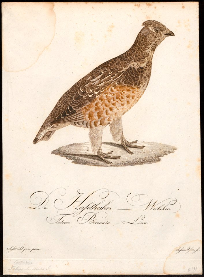 Bonasa betulina - 1800-1812 - Print - Iconographia Zoologica - Special Collections University of Amsterdam - UBA01 IZ17100385