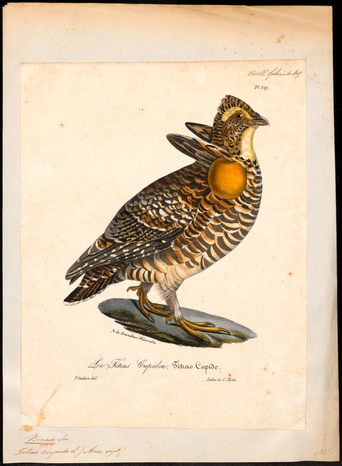 Bonasa cupido - 1825-1834 - Print - Iconographia Zoologica - Special Collections University of Amsterdam - UBA01 IZ17100367