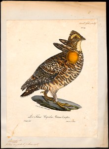Bonasa cupido - 1825-1834 - Print - Iconographia Zoologica - Special Collections University of Amsterdam - UBA01 IZ17100367