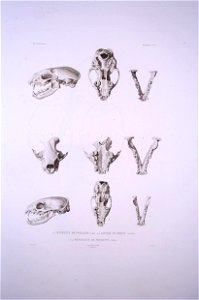 Bonite-mammifères-pl03