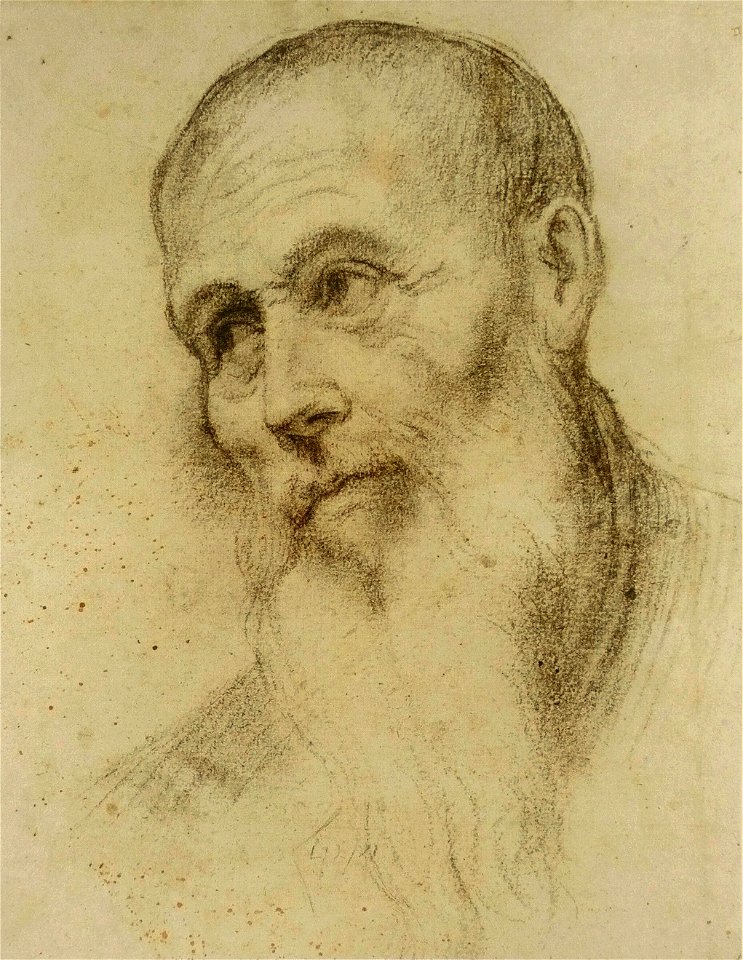 Bonifacio de' Pitati - Tête d'homme