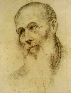 Bonifacio de' Pitati - Tête d'homme