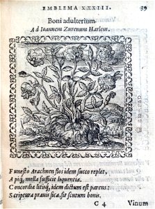 Boni adulterium (BM 1972,U.11.33)