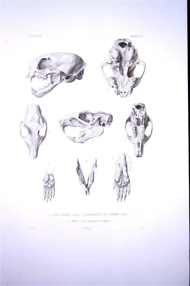 Bonite-mammifères-pl07