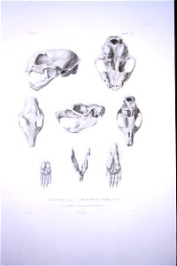 Bonite-mammifères-pl07
