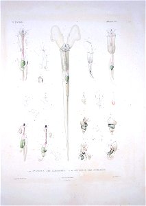 Bonite-mollusques-pl11