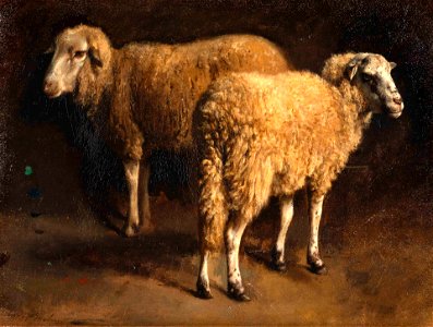 Study of Two Sheep by Auguste-François Bonheur