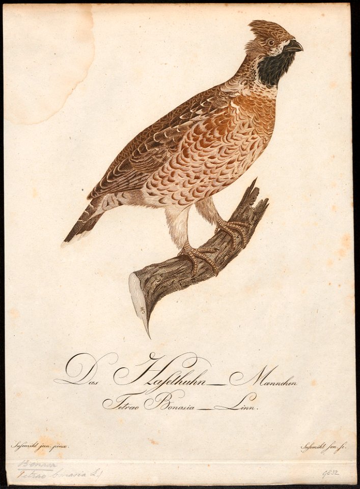 Bonasa betulina - 1800-1812 - Print - Iconographia Zoologica - Special Collections University of Amsterdam - UBA01 IZ17100383