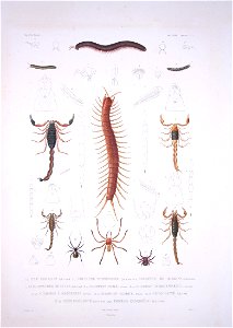 Bonite-insectes-pl01