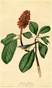 Bonaparte's Flycatcher (Audubon)
