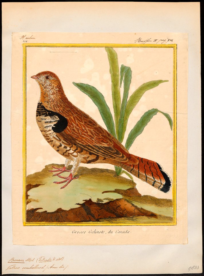 Bonasa umbellus - 1700-1880 - Print - Iconographia Zoologica - Special Collections University of Amsterdam - UBA01 IZ17100391