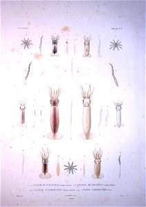 Bonite-mollusques-pl02