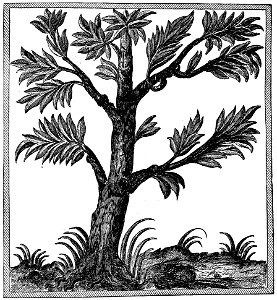 Champlain - Oeuvres de Champlain publiées sous le patronage de l'Université Laval, Tome 1, 1870 - planche - 056