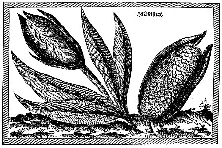 Champlain - Oeuvres de Champlain publiées sous le patronage de l'Université Laval, Tome 1, 1870 - planche - 043