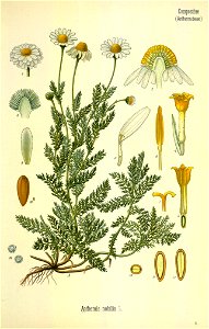 Chamaemelum nobile