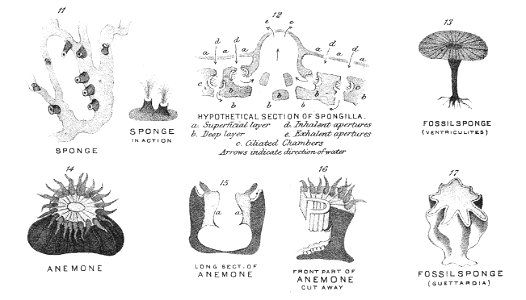 Chapman, Evolution of Life Figs 11-17