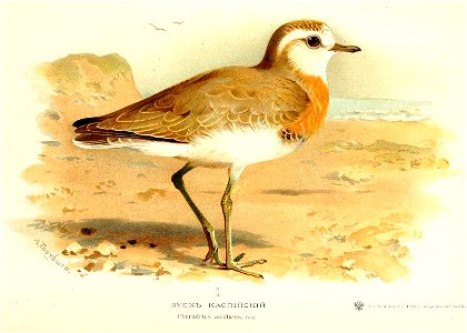 Charadrius asiaticus Ill