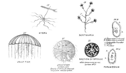 Chapman, Evolution of Life Figs 18-24