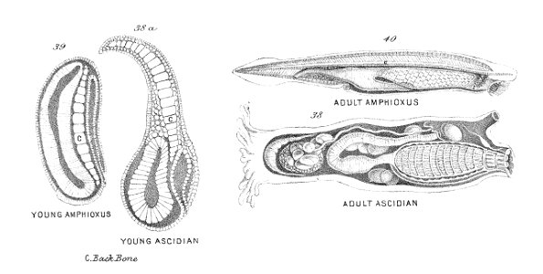 Chapman, Evolution of Life Figs 38-40