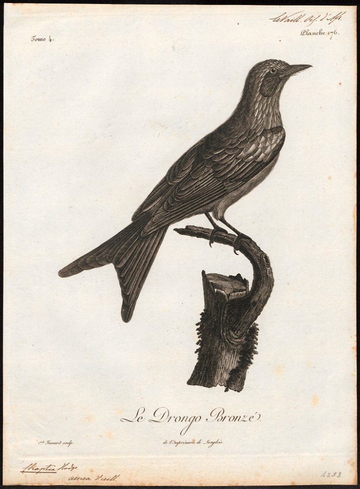 Chaptia aenea - 1796-1808 - Print - Iconographia Zoologica - Special Collections University of Amsterdam - UBA01 IZ16400117
