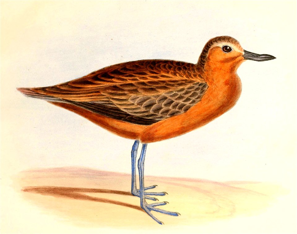 Charadrius obscurus Hullmandel