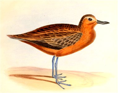 Charadrius obscurus Hullmandel. Free illustration for personal and commercial use.