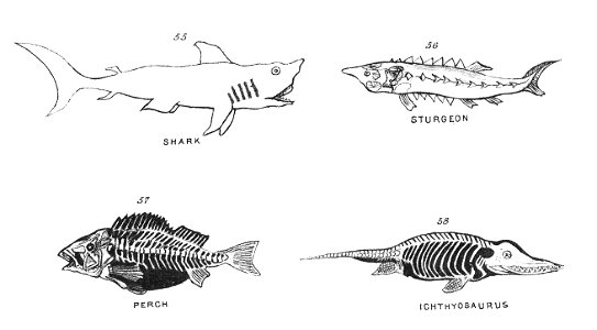 Chapman, Evolution of Life Figs 55-58